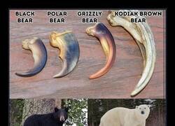 Enlace a Esta imagen muestra las diferentes dimensiones de las garras de las 4 especies de osos que habitan en Norteamérica