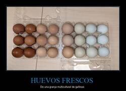 Enlace a Huevos frescos de granja que me trajo un compañero de trabajo