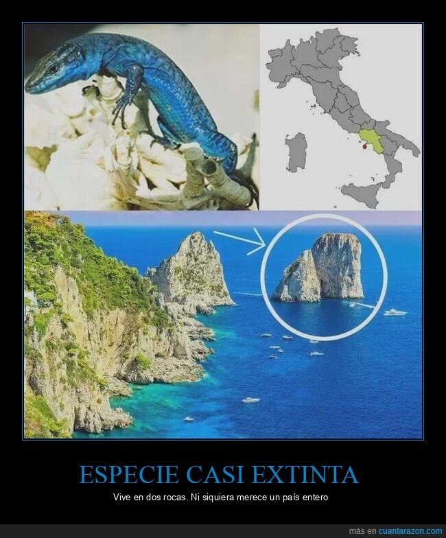 Capri,lagartija,extinci&oacute;n,rareza,Italia