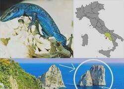 Enlace a La lagartija azul de Capri solo se puede encontrar en dos pequeños islotes frente a la costa de Capri, Italia