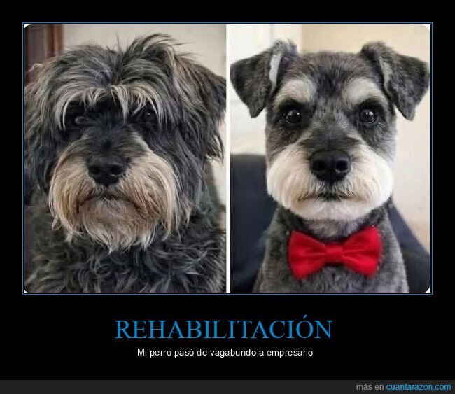 perro,transformaci&oacute;n,est&eacute;tica,antes-despu&eacute;s,pajarita