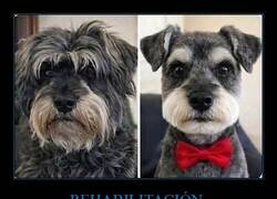 Enlace a Llevé a mi perrito a la estética y parece que ha dejado una vida de excesos y hasta consiguió empleo