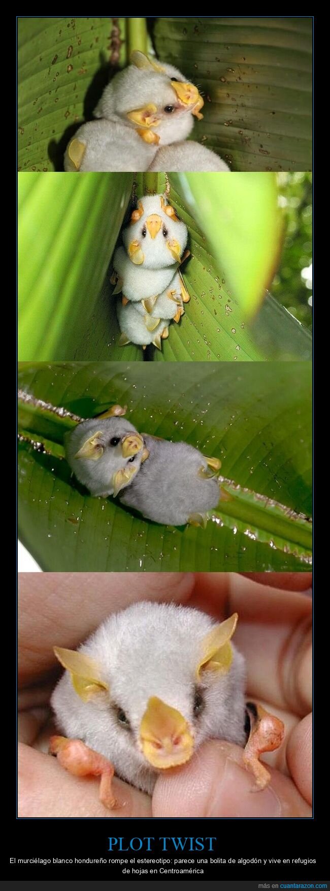 murci&eacute;lago,naturaleza,Honduras,estereotipos,adorable