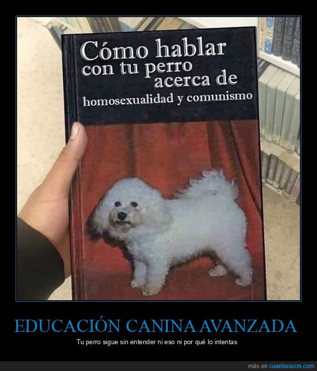 perro,absurdo,educaci&oacute;n,fracaso,intelectual