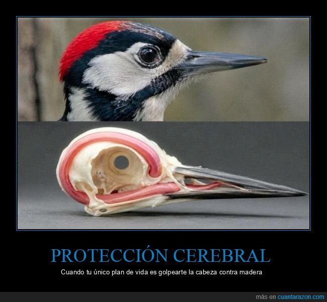 p&aacute;jaro,anatom&iacute;a,protecci&oacute;n,naturaleza,absurdo