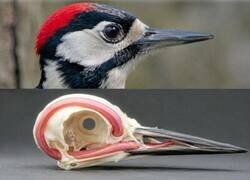 Enlace a La lengua de un pájaro carpintero se enrolla alrededor de su cráneo para proteger su cerebro