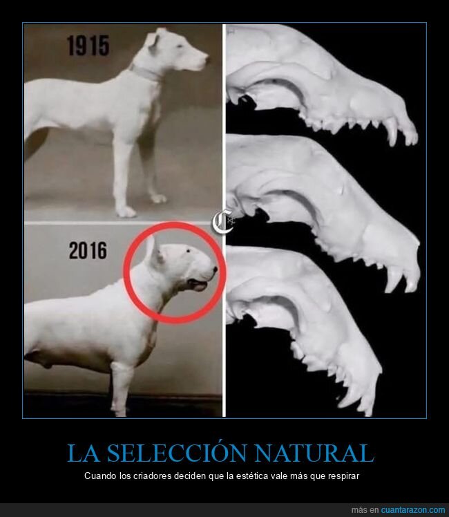 Bull Terrier,Selecci&oacute;n artificial,Generaciones,Cr&iacute;a responsable,Degeneraci&oacute;n