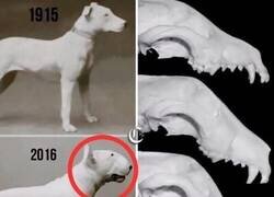 Enlace a El cambio en el perro de raza Bull Terrier a lo largo de las décadas