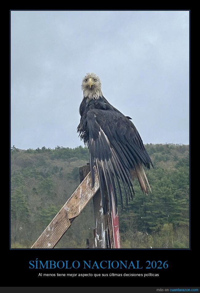 &Aacute;guila,Pol&iacute;tica,Espa&ntilde;a,2026,Naturaleza