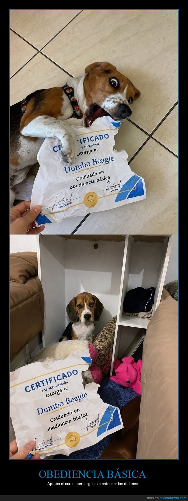 perro,certificado,fracaso,obediencia,beagle