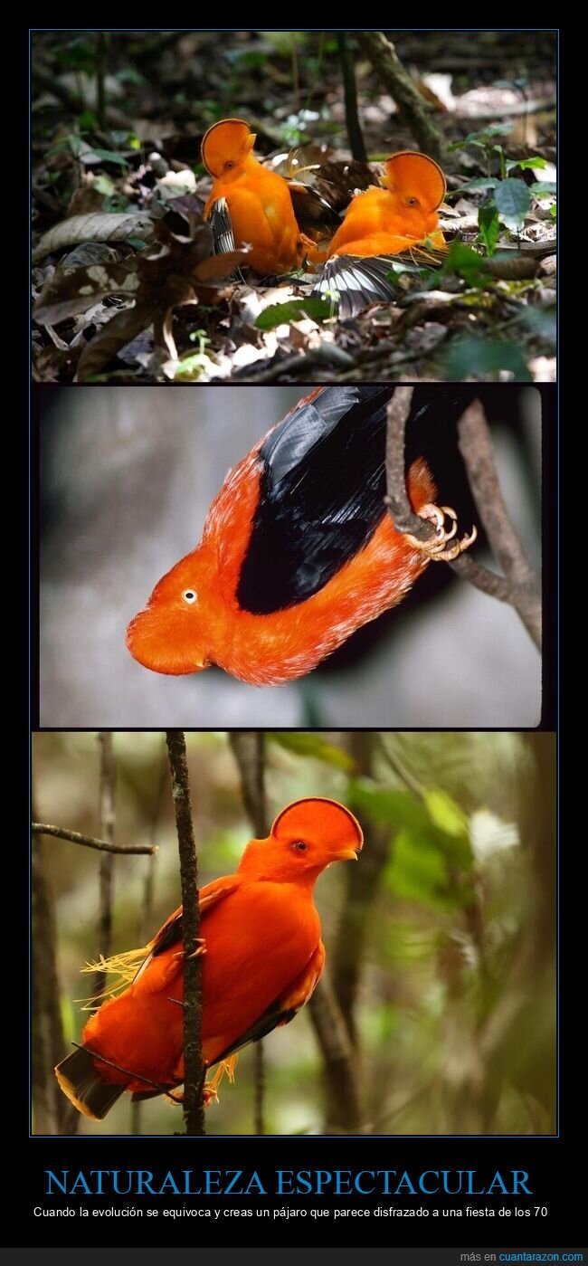 Naturaleza,Extinci&oacute;n,Camuflaje,Selva,Rid&iacute;culo