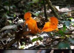 Enlace a Escondido en lo más profundo de las selvas tropicales de Sudamérica, el gallo de las rocas de la Guayana es famoso por su brillante plumaje naranja y su peculiar cresta