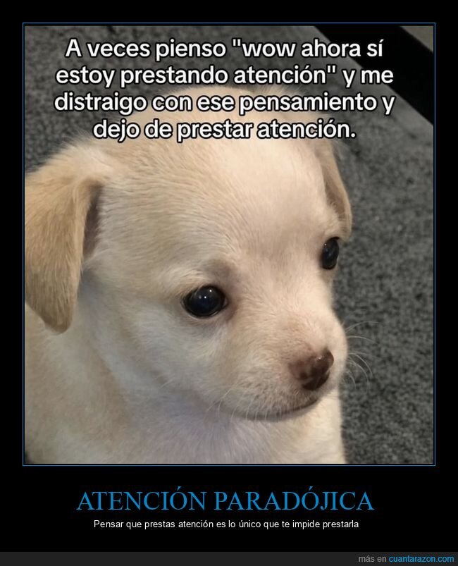 distracci&oacute;n,atenci&oacute;n,perro,paradoja,autoconsciencia