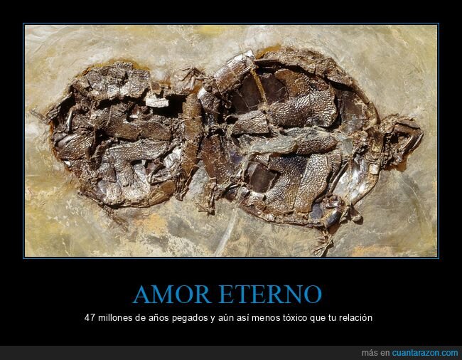 f&oacute;sil,tortugas,eternidad,Messel,romance