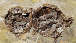 Enlace a Se encontraron fósiles de tortugas que se apareaban, con una antigüedad de 47 millones de años. El hallazgo se produjo en la 