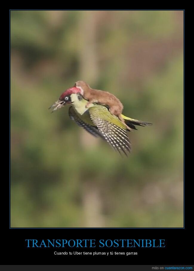 naturaleza,absurdo,transporte,fauna,surrealista
