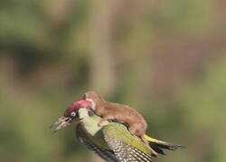 Enlace a Un fotógrafo capturó la imagen de una comadreja montada sobre el lomo de un pájaro carpintero verde