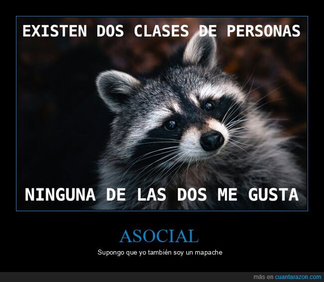 lunes,desmotivaci&oacute;n,realidad,mapache,clasificaci&oacute;n