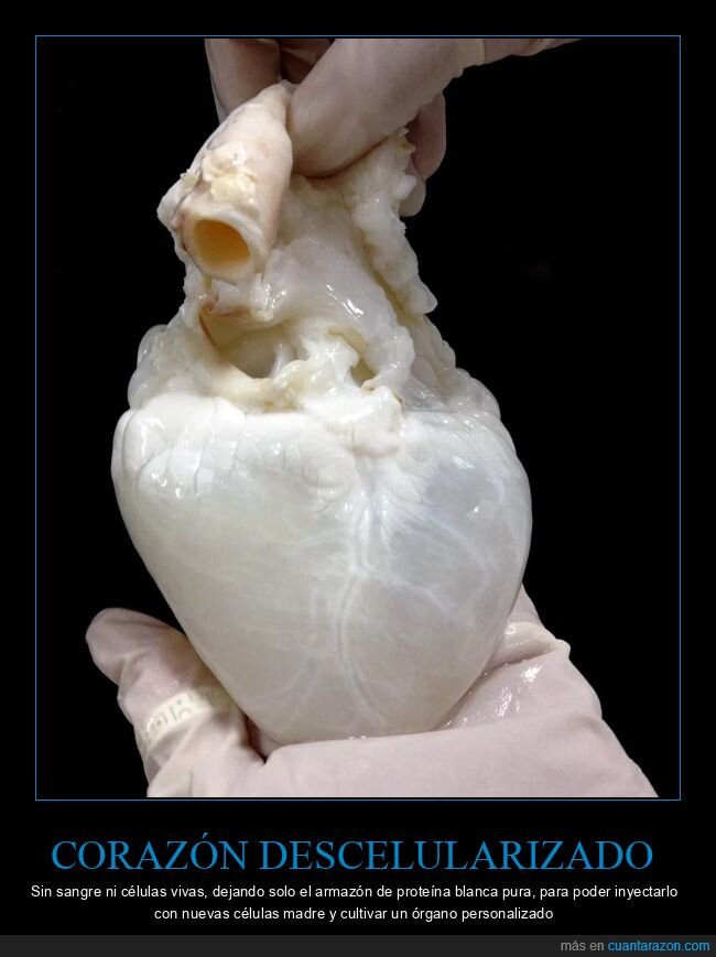 coraz&oacute;n,vac&iacute;o,ciencia,desamor,bioingenier&iacute;a