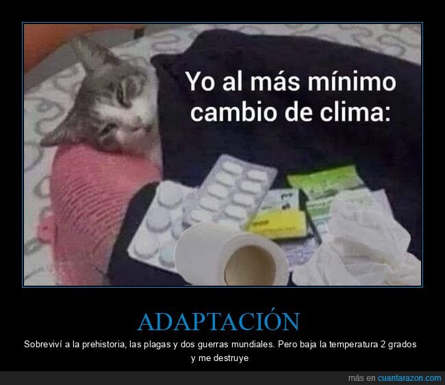 climatizaci&oacute;n,hipersensibilidad,bienestar,gato,salud