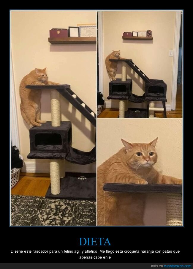 gatos,rascador,indiferencia,mascotas,frustraci&oacute;n