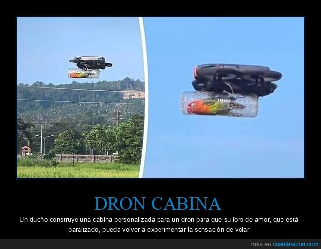 dron,loro,ingenier&iacute;a,amor