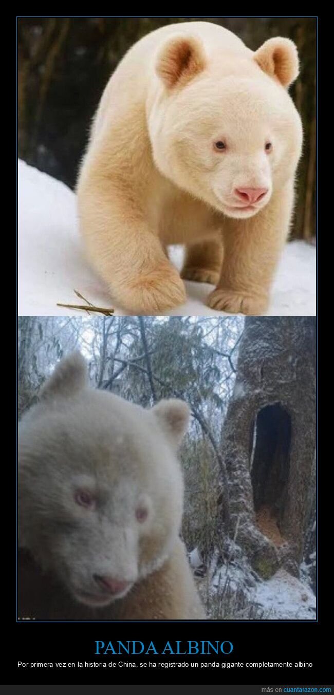 panda,albino,naturaleza,rareza,china