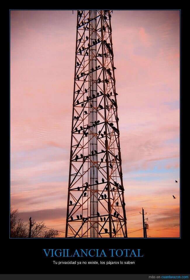 cuervos,vigilancia,tecnolog&iacute;a,torre,paranoia