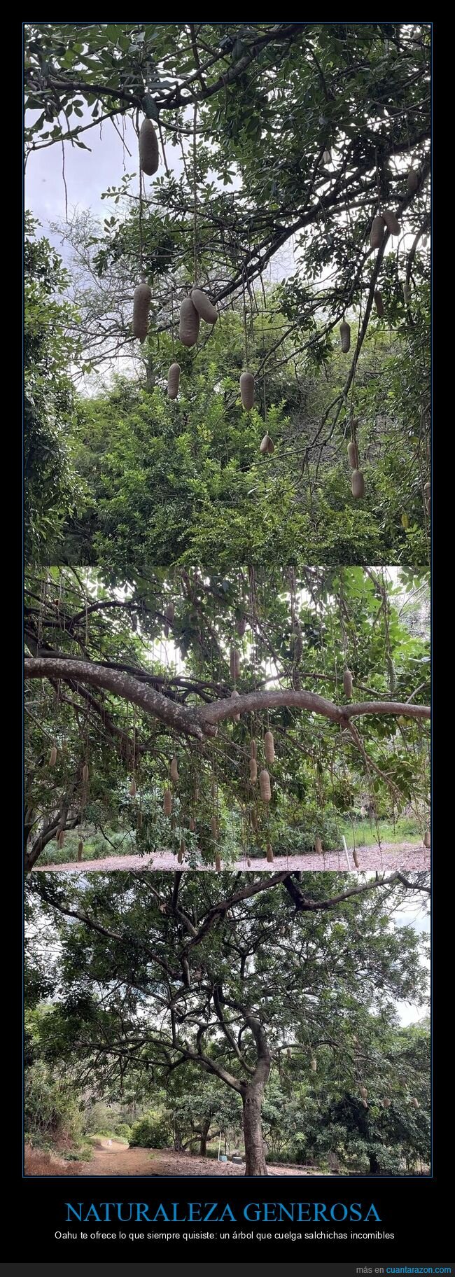 naturaleza,Oahu,absurdo,&aacute;rbol,Hawaii