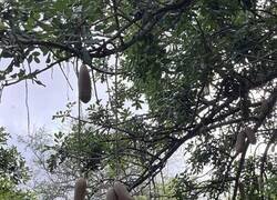 Enlace a Árbol de la salchicha, Oahu, Hawái