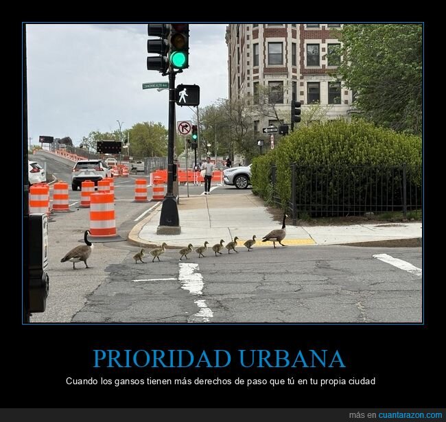 gansos,ciudad,tr&aacute;fico,absurdo,prioridad