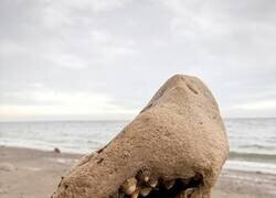 Enlace a Una roca que se asemeja a un tiburón, con lo que parecen ser dientes formados por moluscos