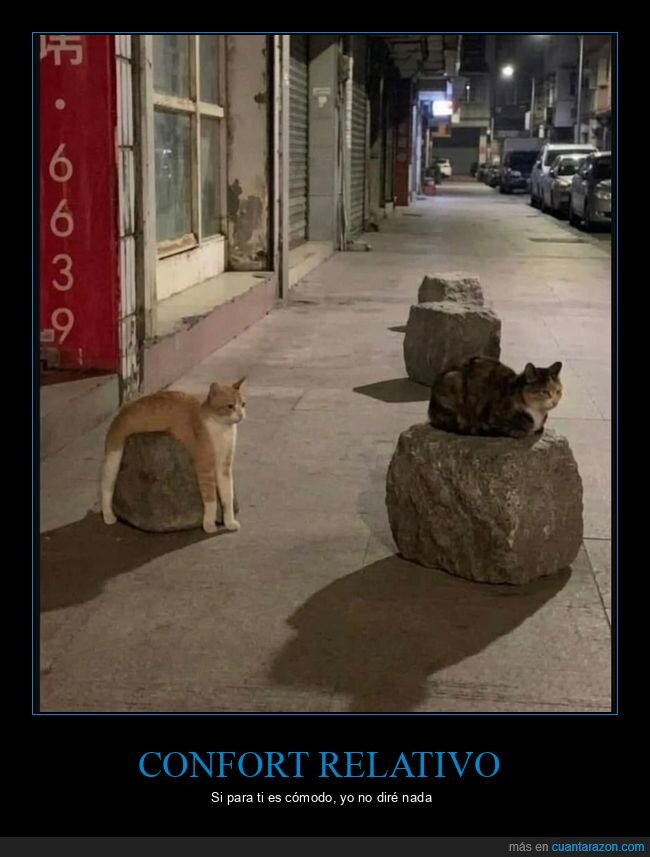 gatos,calle,comodidad,supervivencia,noche