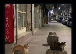 Enlace a La jerarquía felina