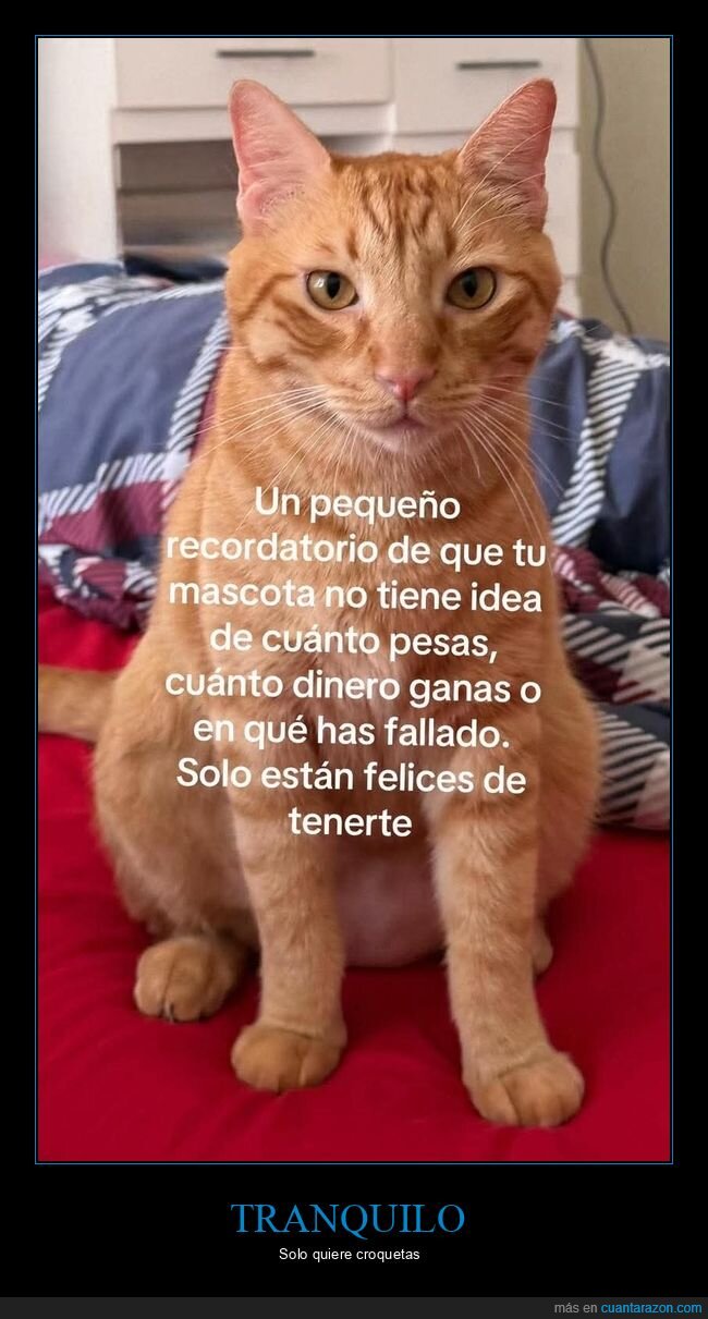 gato,juicio,mascota,indiferencia,realidades