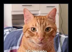 Enlace a Tu mascota no te juzga