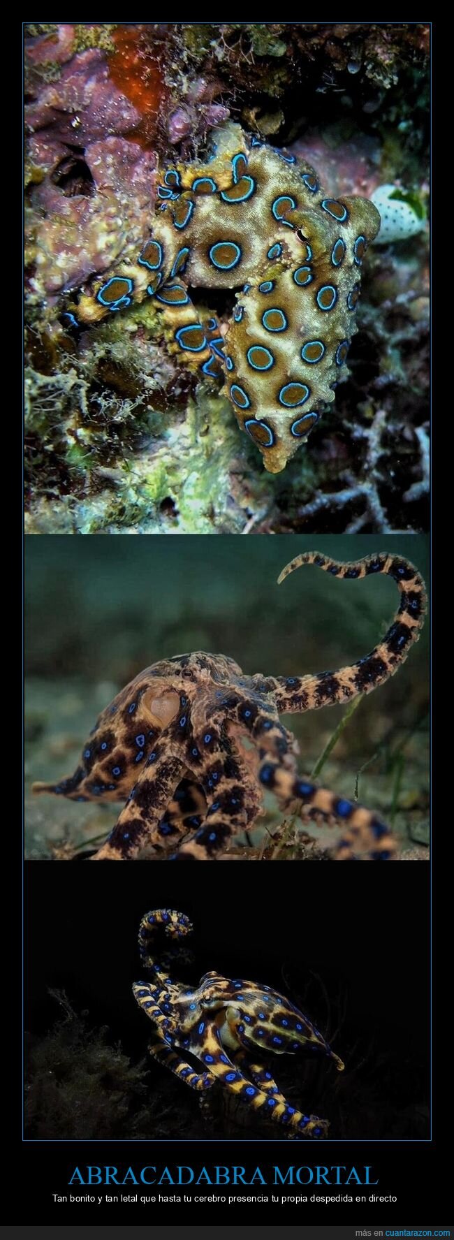 pulpo,veneno,naturaleza,muerte,marino