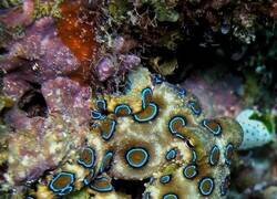 Enlace a Contiene tetrodotoxina, 10000 veces más potente que el cianuro. Paraliza los músculos respiratorios, pero deja el cerebro completamente consciente