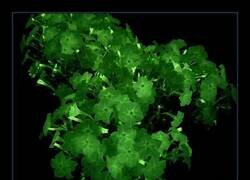 Enlace a Gracias a la incorporación de genes bioluminiscentes provenientes de un hongo (Neonothopanus nambi)
