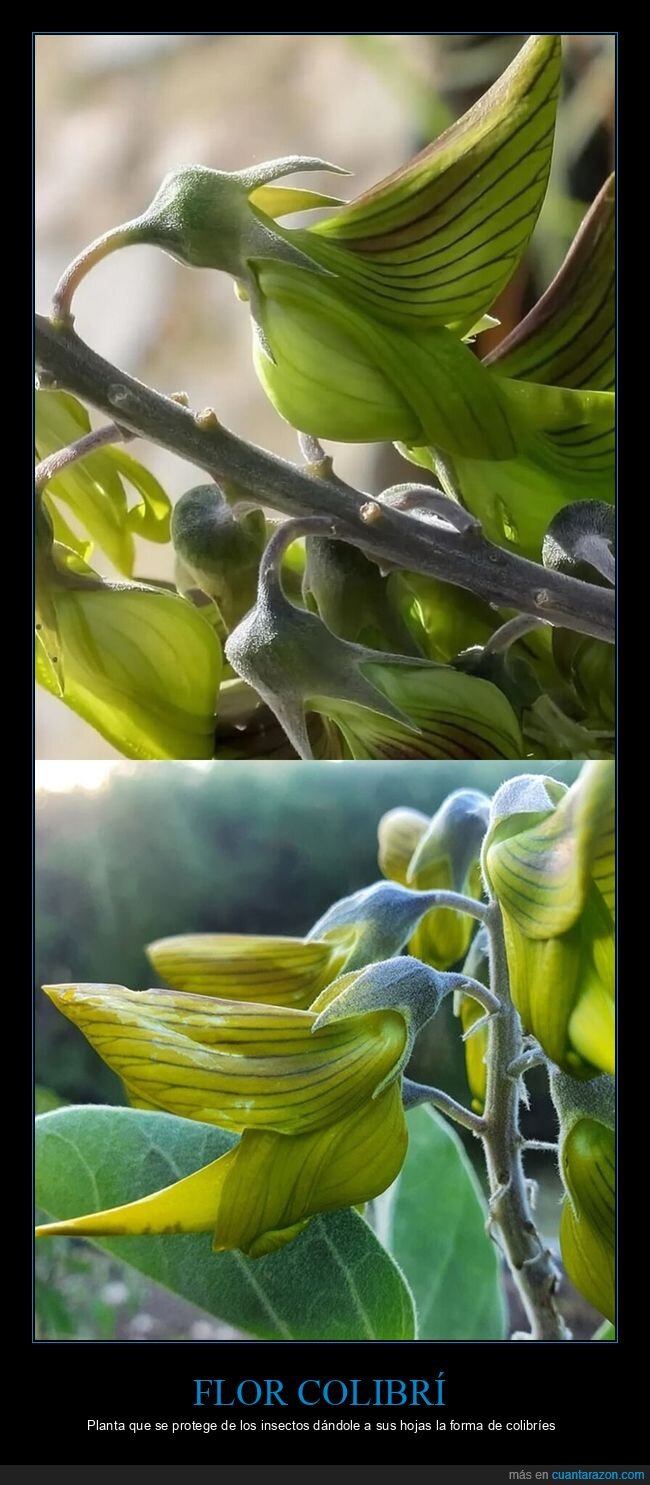 Evoluci&oacute;n,Camuflaje,Defensa,Bot&aacute;nica,Naturaleza