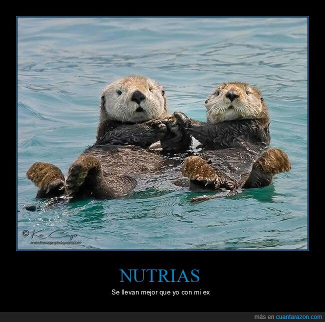 nutrias,relaciones,dependencia,amor,supervivencia