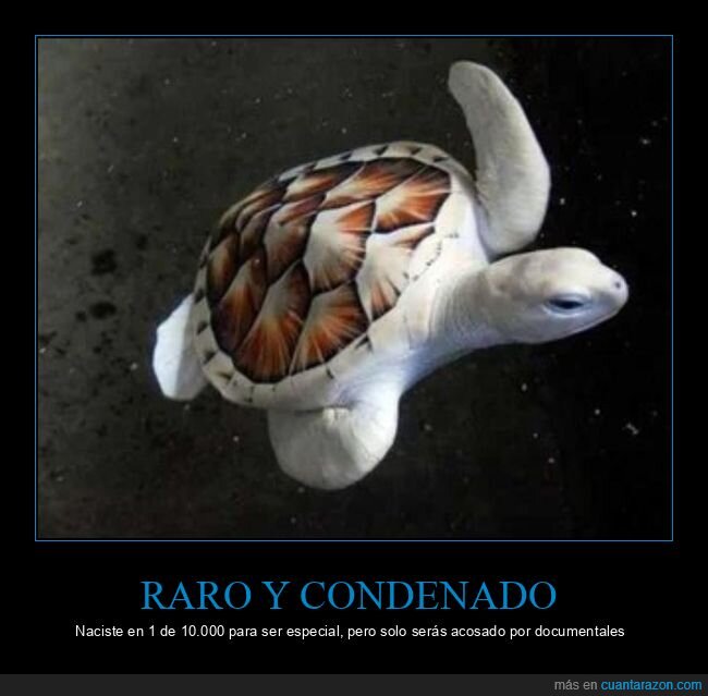 tortuga,albino,rareza,naturaleza,destino