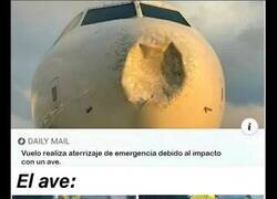 Enlace a Cuando el pájaro decide que el avión necesita un agujero