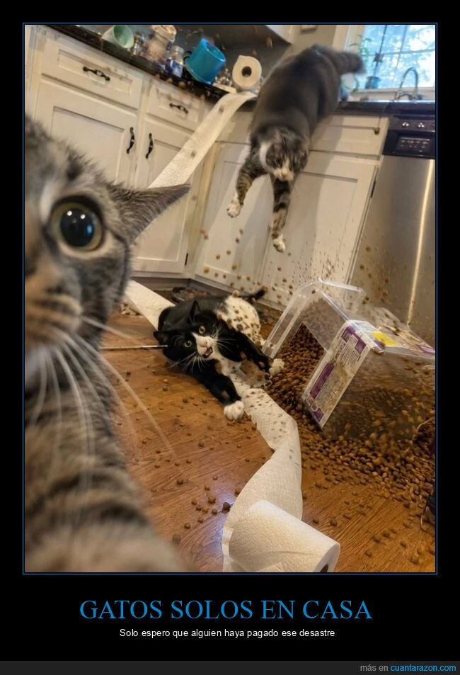 gatos,caos,hogar,mascotas,destrucci&oacute;n