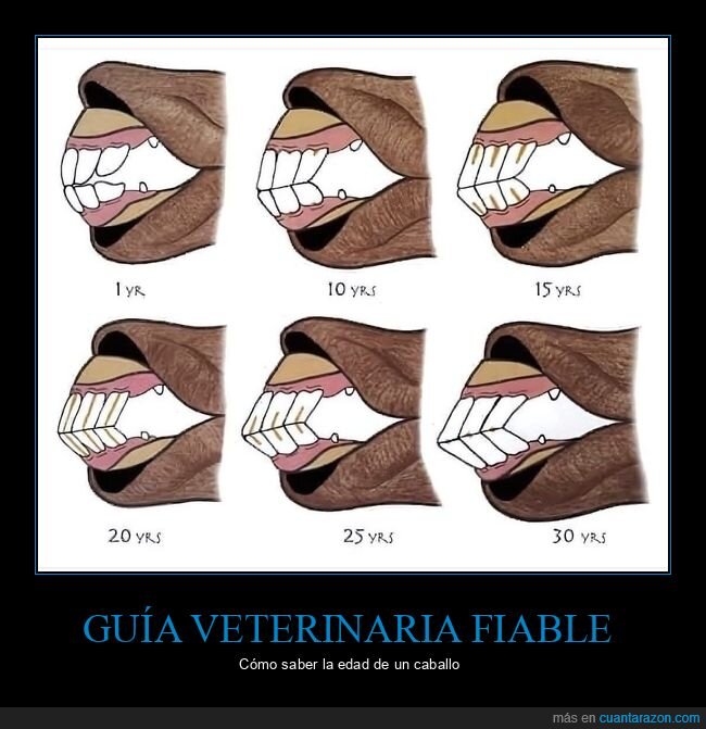 caballo,edad,veterinaria,dientes,degeneraci&oacute;n