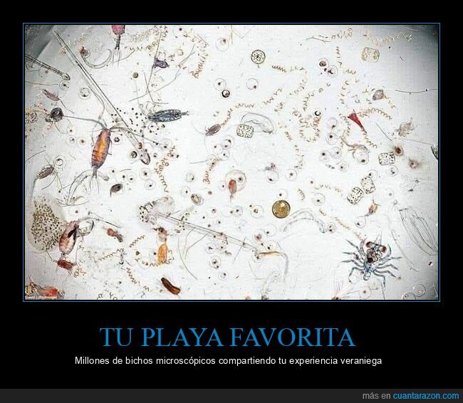 microscopio,playa,agua,microorganismos,naturaleza