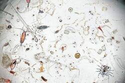 Enlace a Así es como se ve una sola gota de agua de mar bajo un microscopio