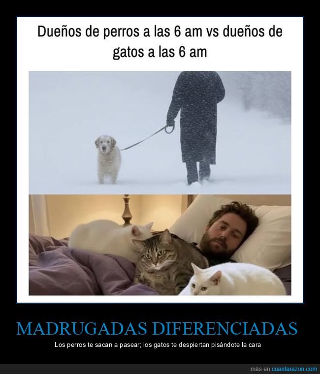 mascotas,perros,gatos,madrugada,diferencias