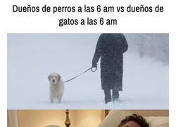 Enlace a Mientras tu perro te arrastra feliz, tu gato te observa dormir como si planeara algo