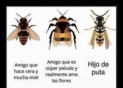 Enlace a Avispas, nadie os quiere